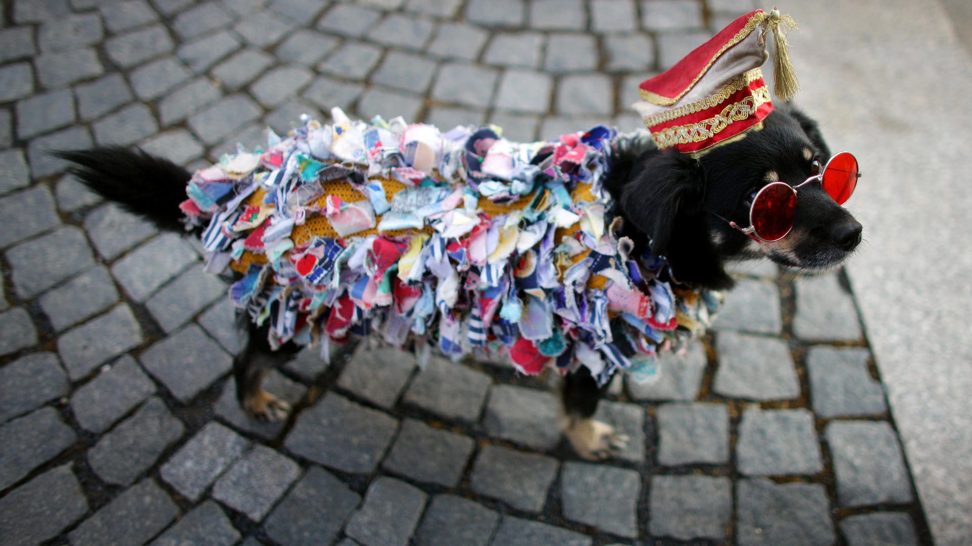 Kostüme: Auch wenn Karnevalisten verkleidete Hunde putzig finden, bedeutet die Teilnahme am Umzug für das Tier Stress.