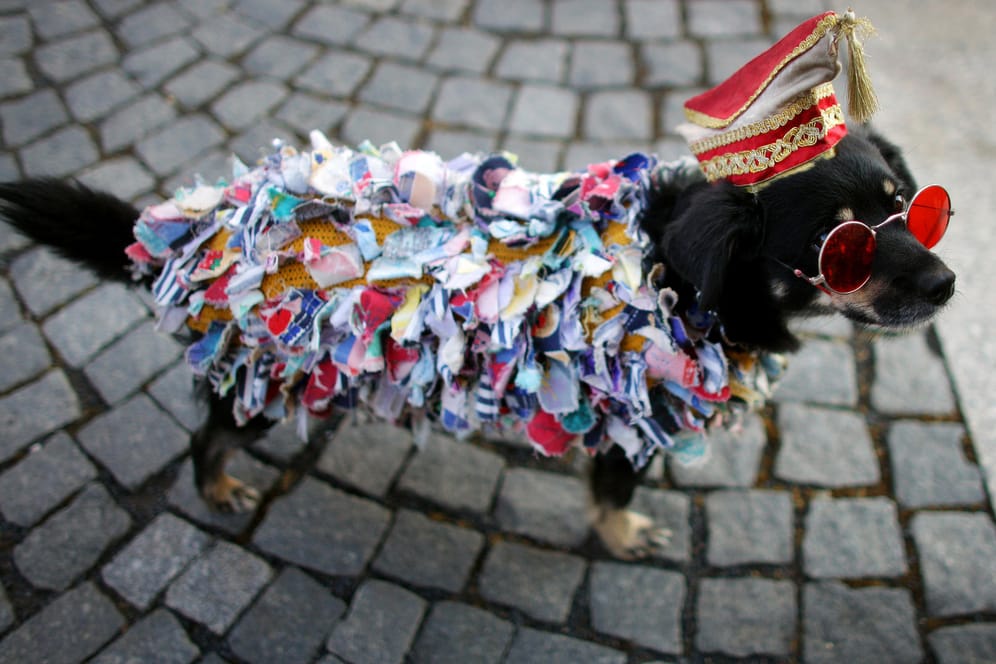 Kostüme: Auch wenn Karnevalisten verkleidete Hunde putzig finden, bedeutet die Teilnahme am Umzug für das Tier Stress.