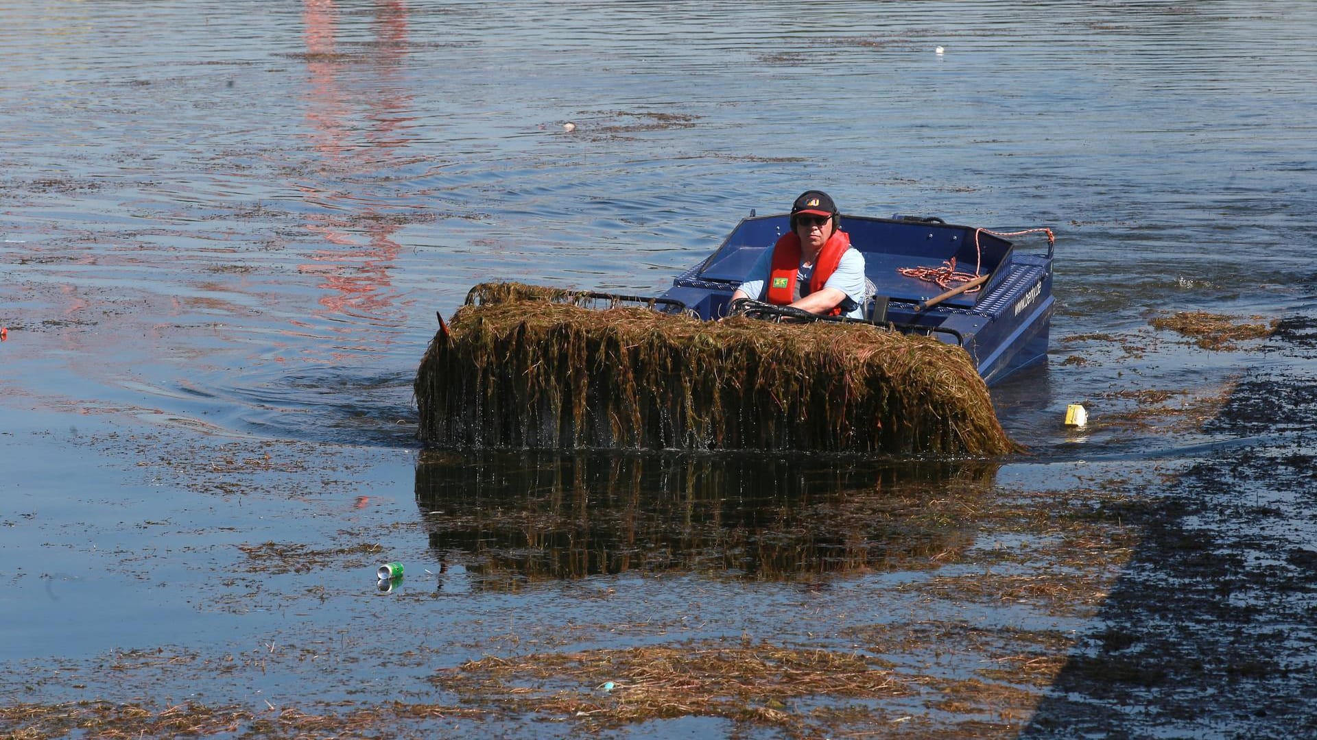 Mähboot gegen Algen: Im Sommer 2019 sorgten Hitze und eine mehrwöchige Sperrung der Schleuse in Henrichenburg für einen starken Algenwuchs.