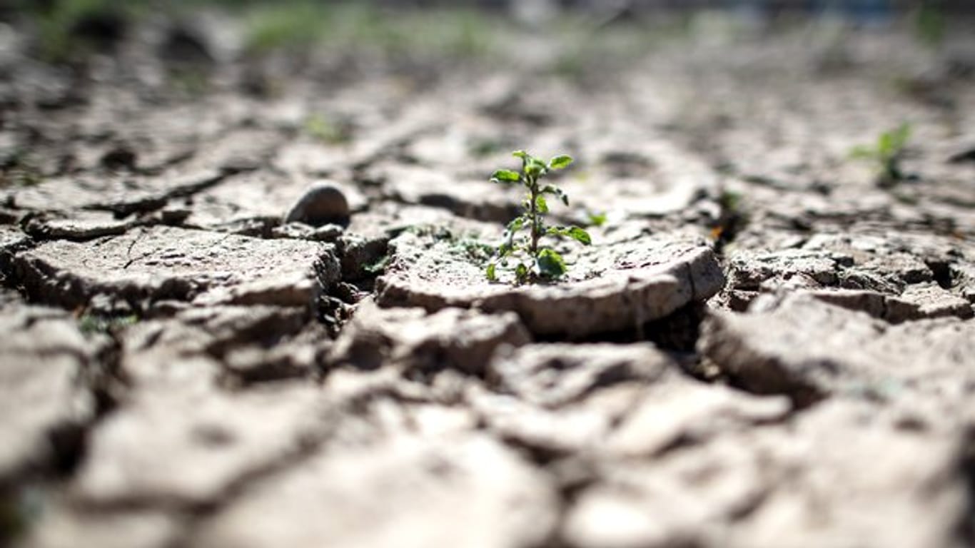 Es regnet zu wenig: Viele Böden auf der Welt sind rissig und ausgetrocknet.