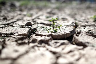 Es regnet zu wenig: Viele Böden auf der Welt sind rissig und ausgetrocknet.