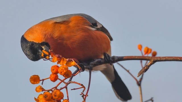 Die kugelrunden roten Früchte der Eberesche sind im Winter ein Hingucker - und bieten zudem Vögeln Nahrung.