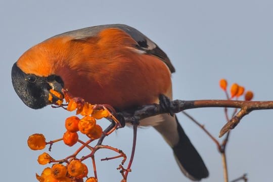 Die kugelrunden roten Früchte der Eberesche sind im Winter ein Hingucker - und bieten zudem Vögeln Nahrung.