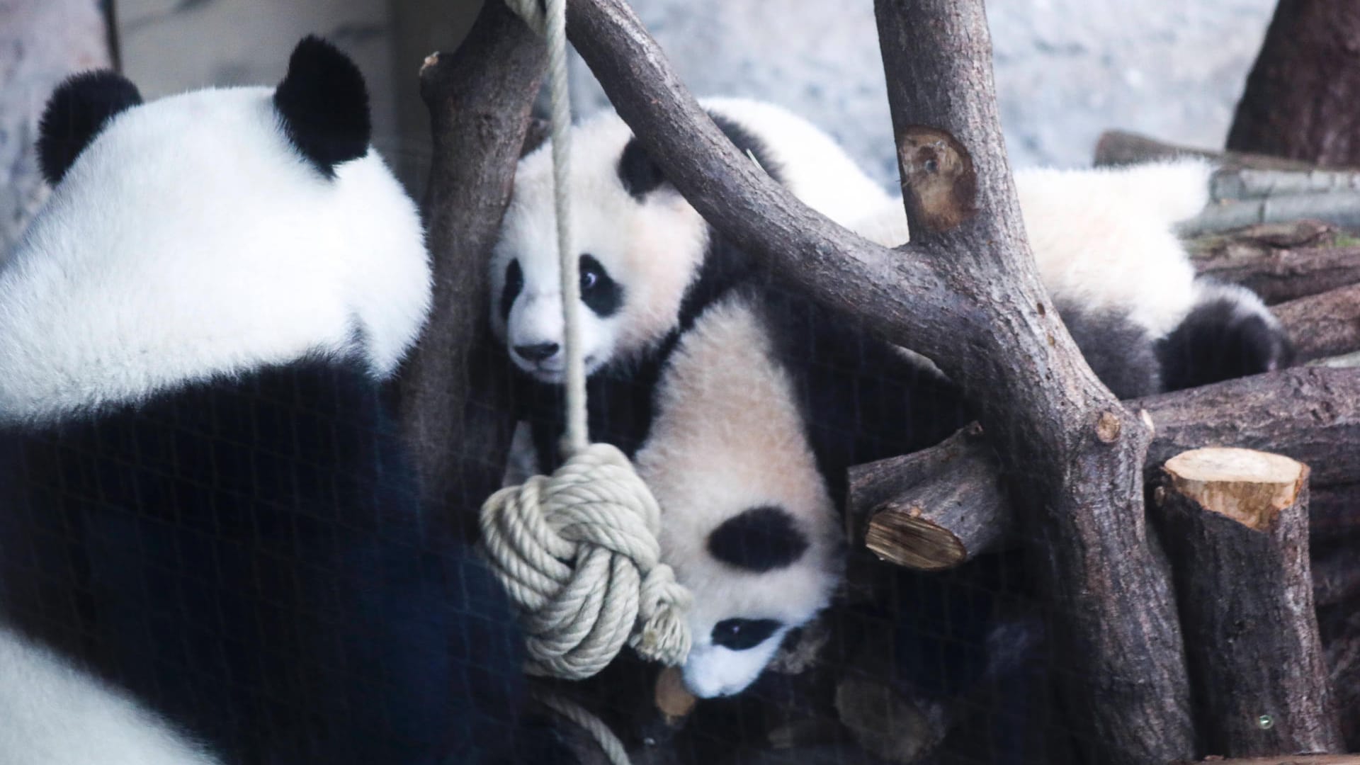 Pit und Paule: Panda Bären beim spielen im Berliner Zoo.