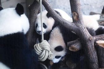 Pit und Paule: Panda Bären beim spielen im Berliner Zoo.
