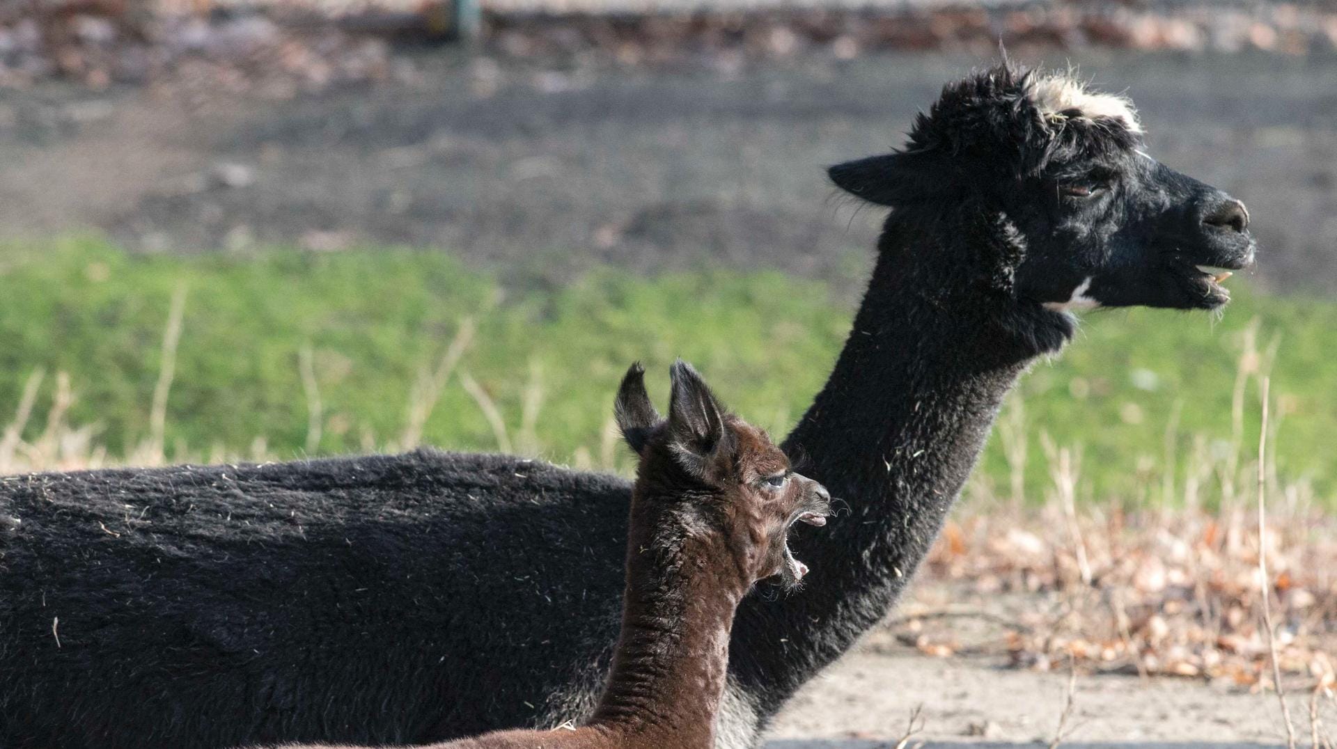 Tierpark Berlin Friedrichsfelde: Alpaka Nachwuchs liegt in der Sonne.