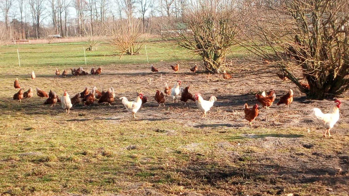 Freilandhaltung: Die Hühner auf dem Kudammhof müssen spätestens um zehn Uhr rausgelassen werden.