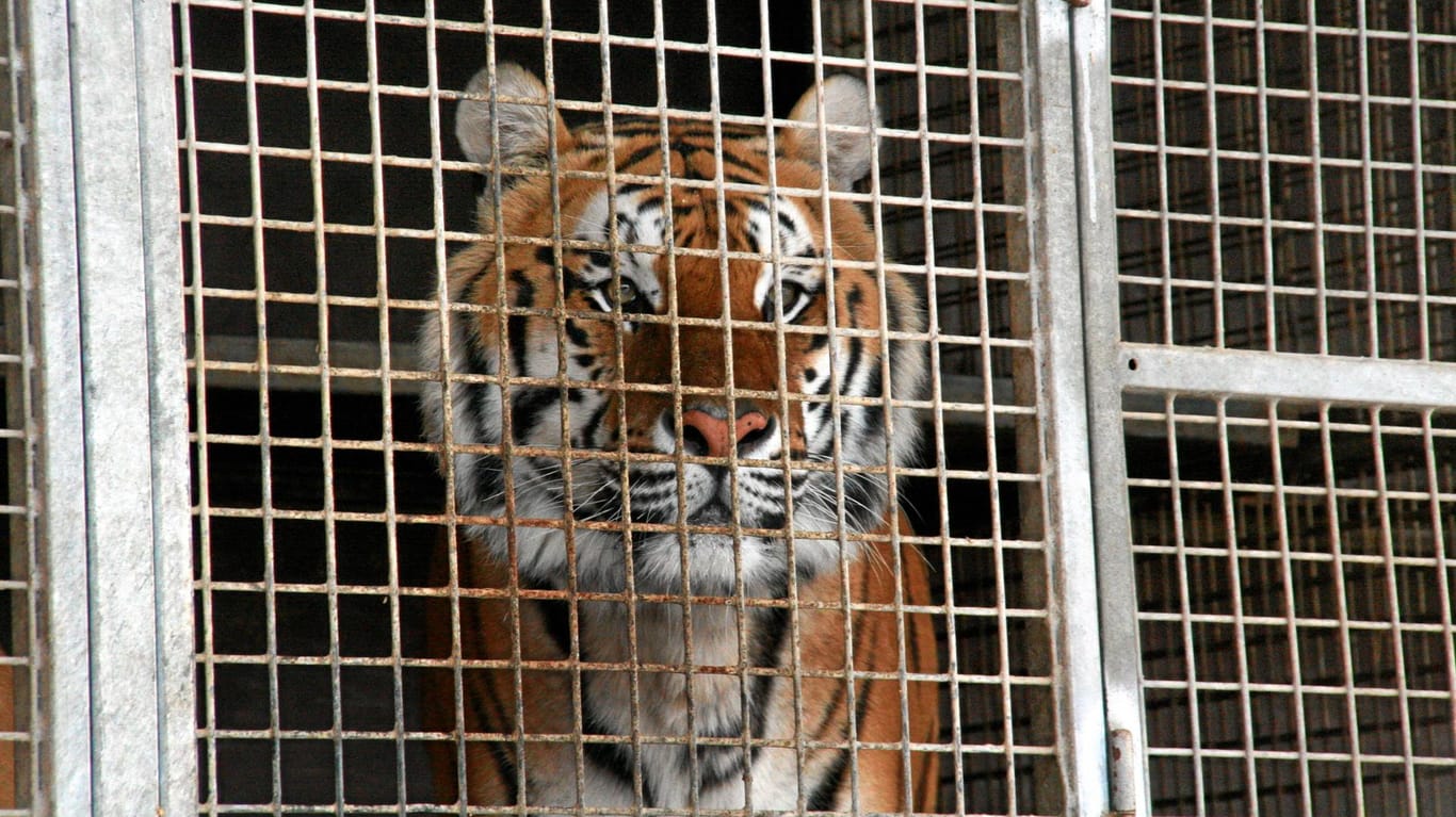 Ein Tiger in Gefangenschaft: In Kalifornien sind auch Tiere im Zirkus verboten. (Symbolbild)