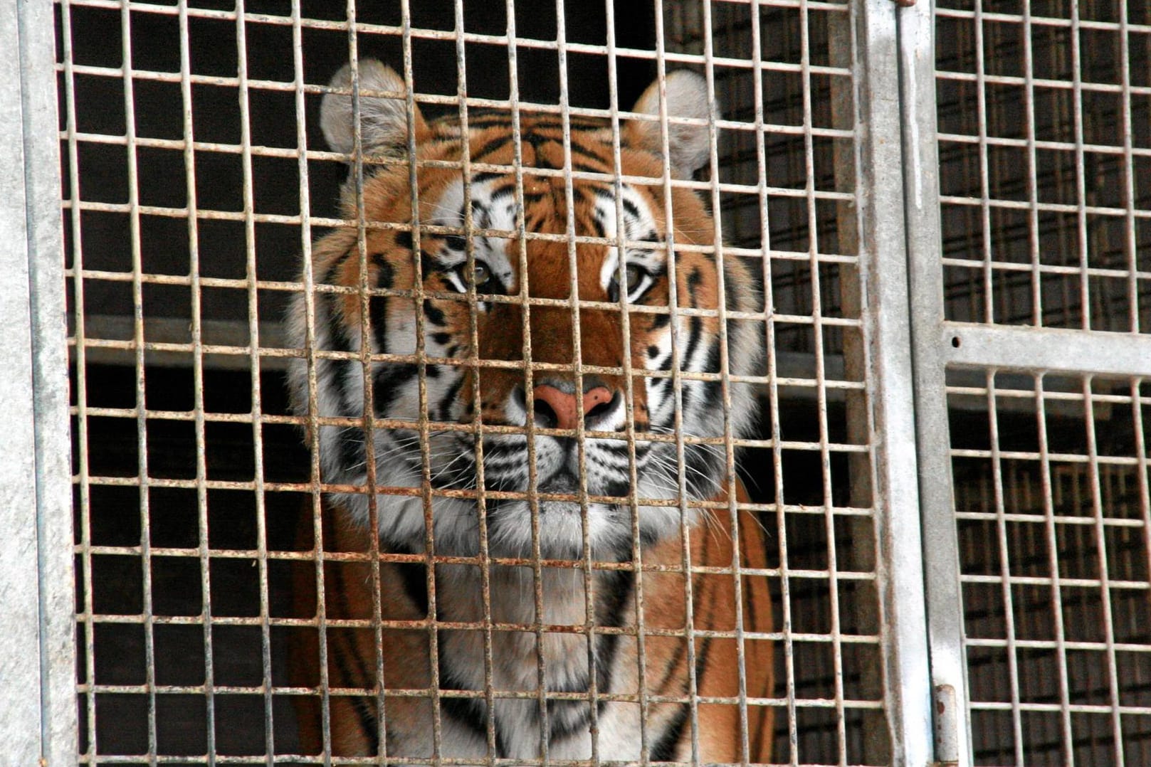 Ein Tiger in Gefangenschaft: In Kalifornien sind auch Tiere im Zirkus verboten. (Symbolbild)