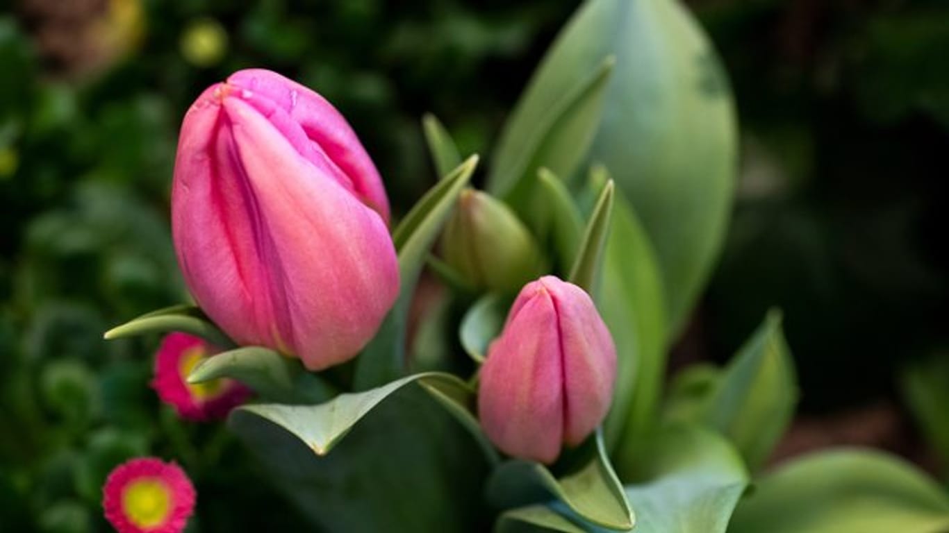 Damit die Tulpen bald prächtig blühen, sollte man den austreibenden Pflanzen etwas Volldünger geben.