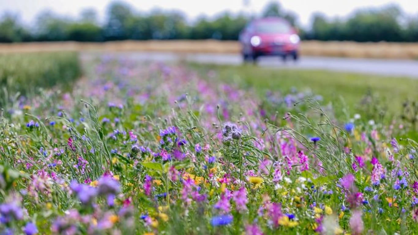 Blühendes am Feldrand: Neben landwirtschaftlichen Monokulturen bieten die Blühstreifen Insekten Nahrung und ein Zuhause.