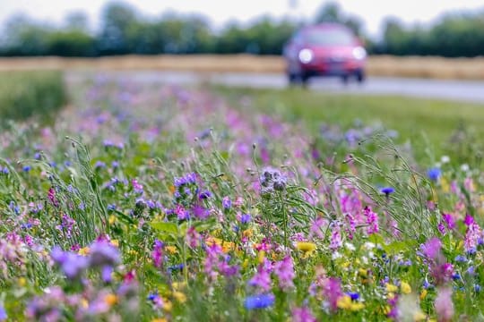 Blühendes am Feldrand: Neben landwirtschaftlichen Monokulturen bieten die Blühstreifen Insekten Nahrung und ein Zuhause.