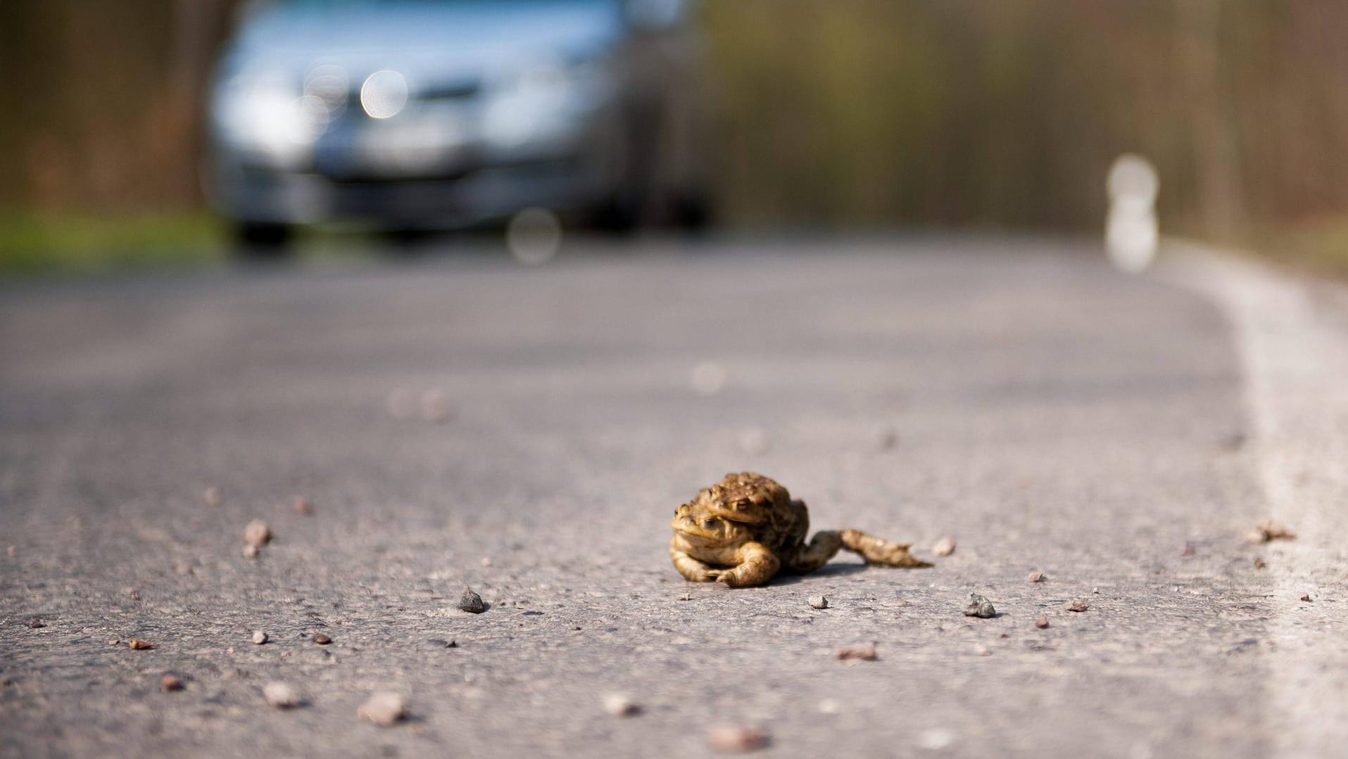 Eine Kröte auf der Straße: In Karlsruhe wandern derzeit Amphibien.