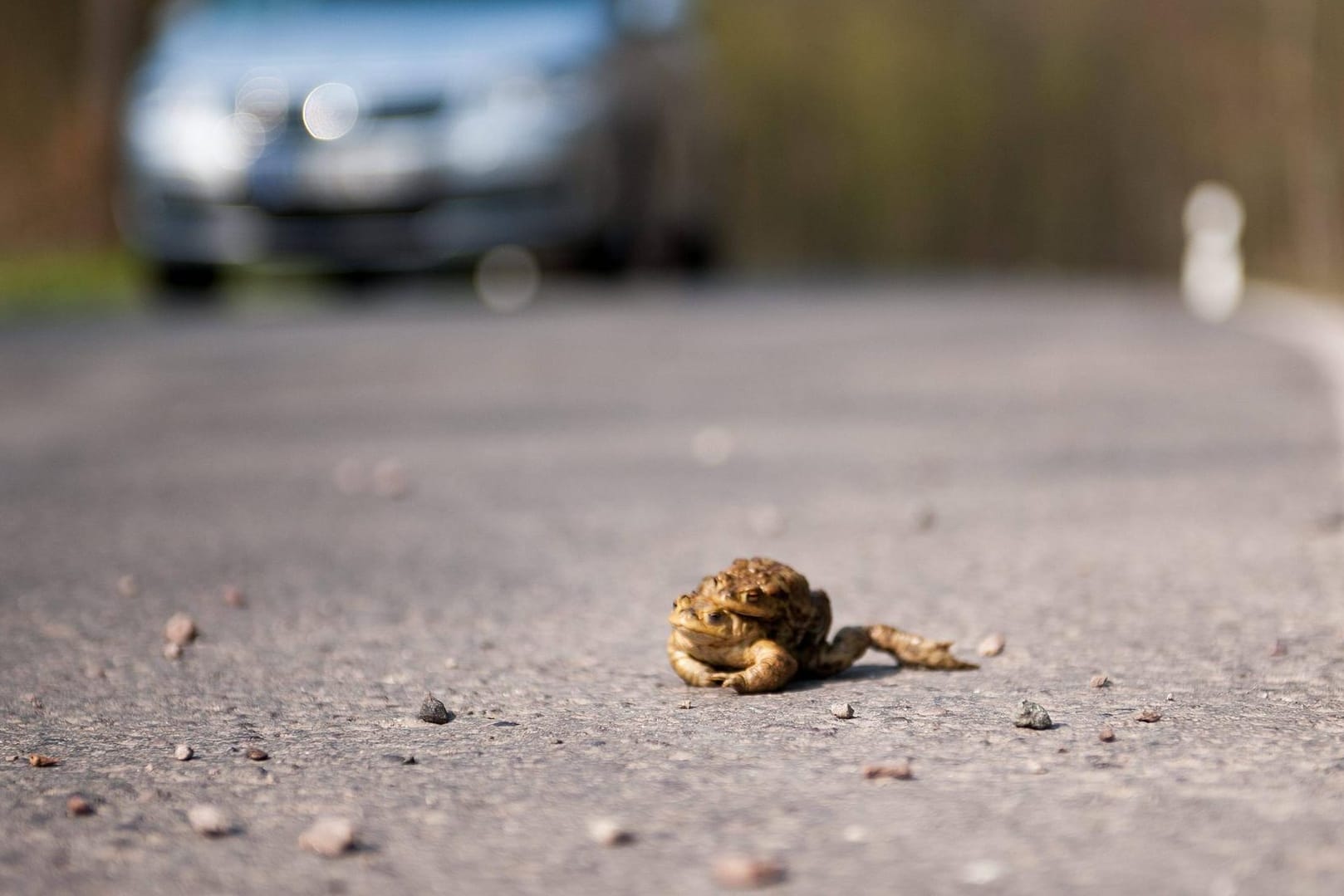 Eine Kröte auf der Straße: In Karlsruhe wandern derzeit Amphibien.