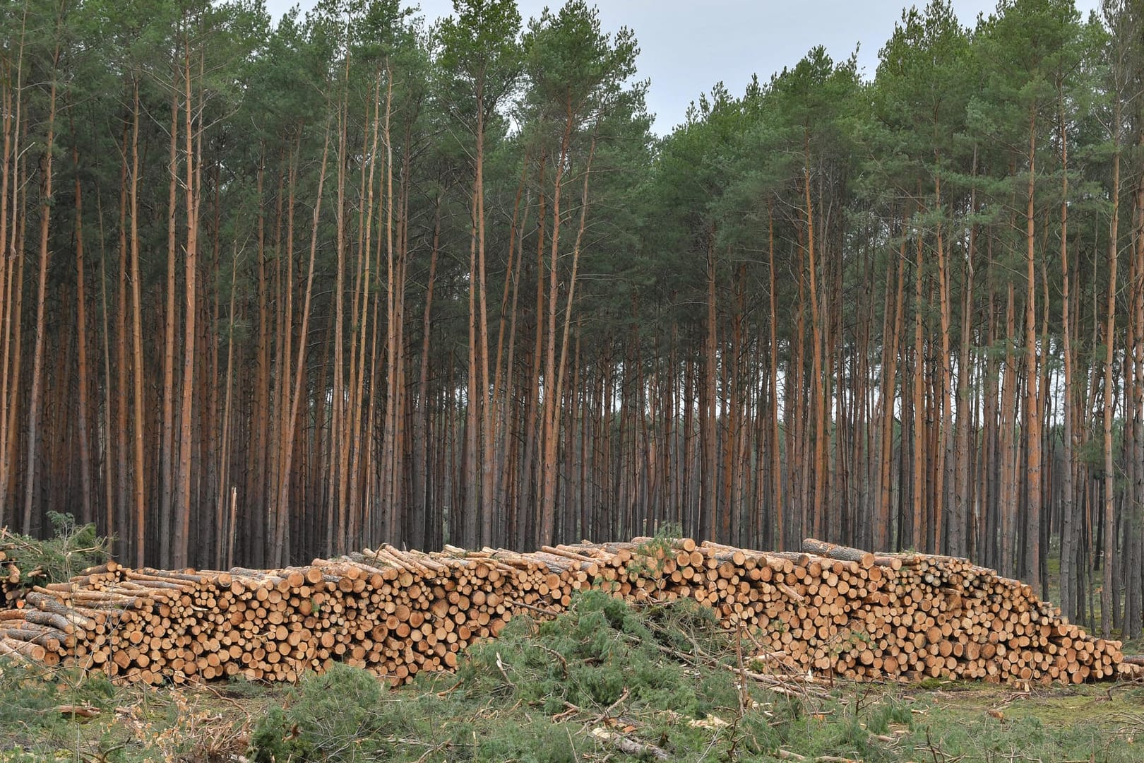 Der Wald auf dem Tesla-Gelände in Grünheide bei Berlin darf nun doch gerodet werden. Der Wald auf dem Tesla-Gelände in Grünheide bei Berlin darf nun doch gerodet werden.
