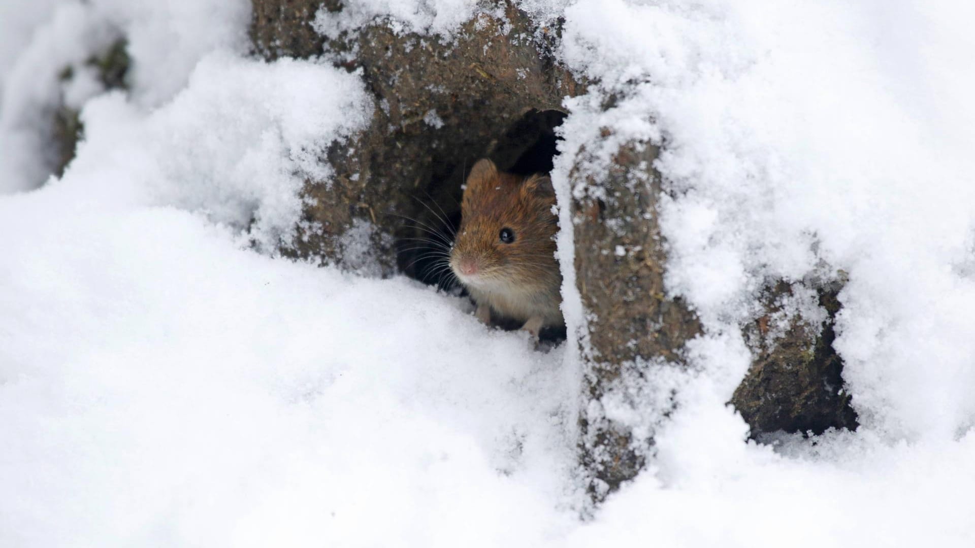 Waldwühlmaus: Neben Wurzelgemüse steht auch Wintergemüse auf dem Speiseplan des Nagers.