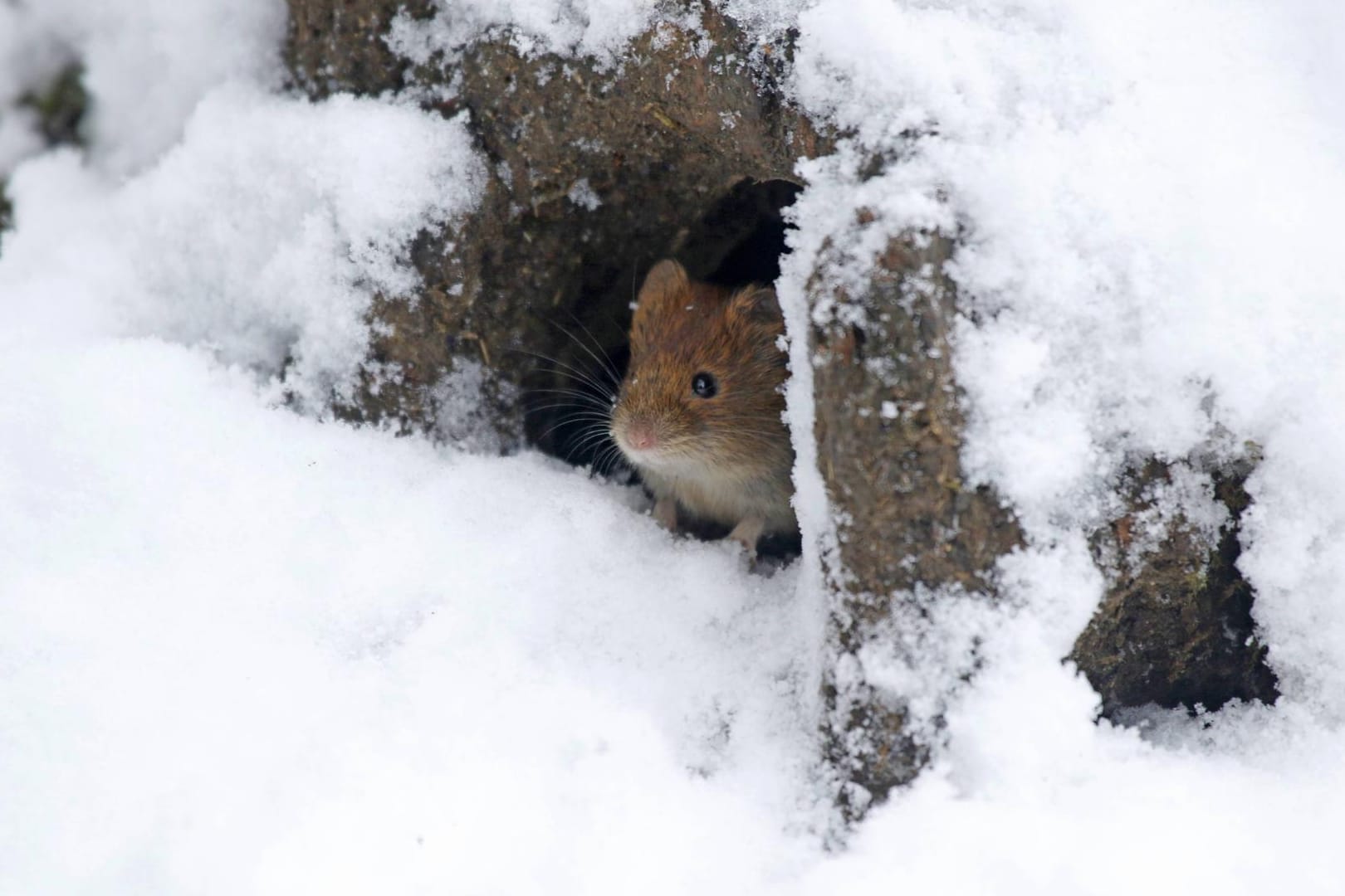 Waldwühlmaus: Neben Wurzelgemüse steht auch Wintergemüse auf dem Speiseplan des Nagers.