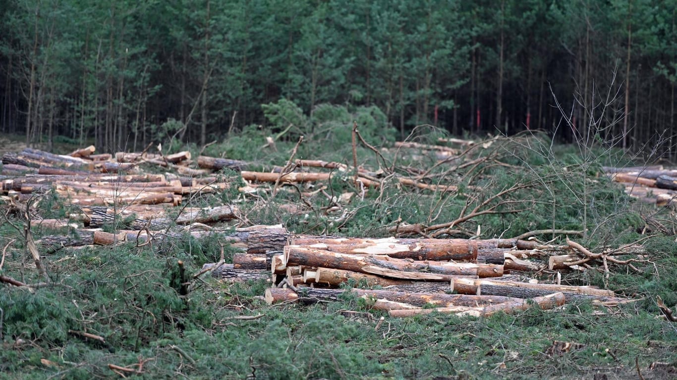 Ein teilweise gerodeter Kiefernwald: Rund 90 Hektar Wald darf Tesla laut Gerichtsbeschluss noch vor Beginn der Vegetationsperiode fällen.