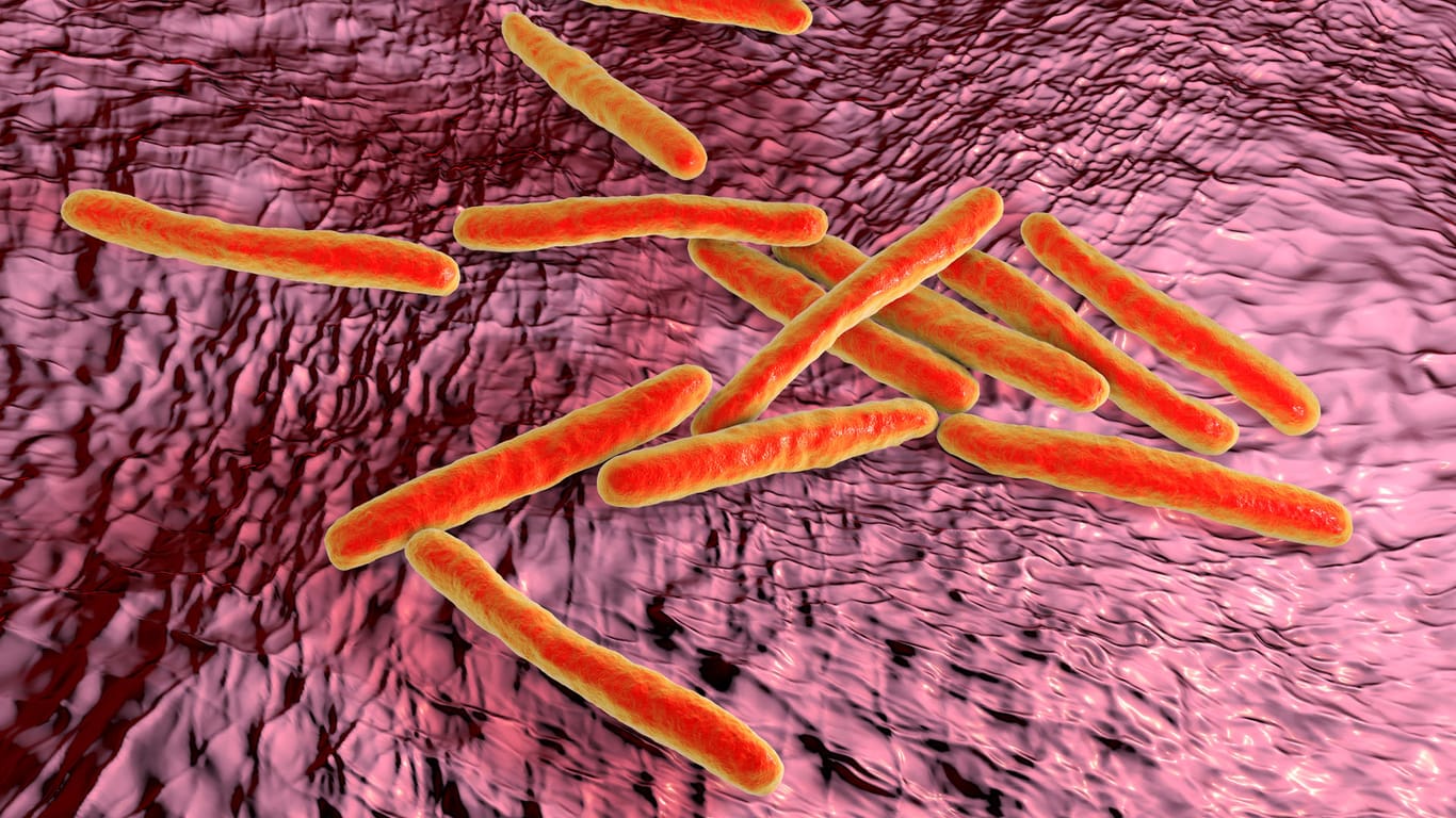 Bacteria Mycobacterium tuberculosis