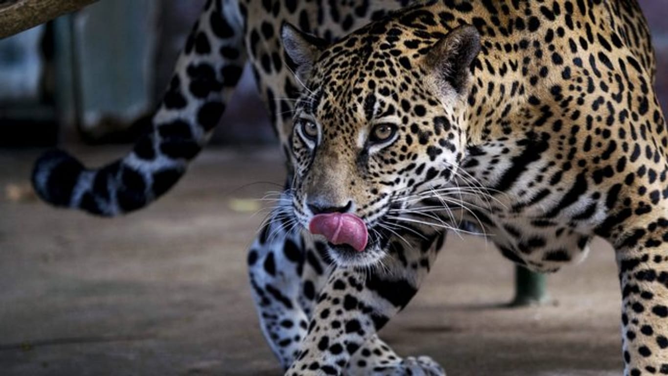 Der Jaguar wird ebenso wie asiatische Elefanten, ein Hai und mehrere Vogelarten neu in die höchste CMS-Schutzliste aufgenommen.