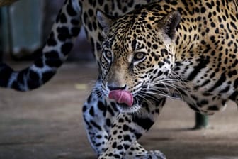 Der Jaguar wird ebenso wie asiatische Elefanten, ein Hai und mehrere Vogelarten neu in die höchste CMS-Schutzliste aufgenommen.