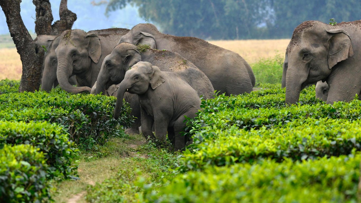 Herde wilder Elefanten: Viele Tiere legen jedes Jahr lange Wanderungen zurück und überqueren dabei auch Staatsgrenzen.