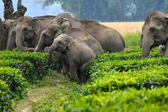 Herde wilder Elefanten: Viele Tiere legen jedes Jahr lange Wanderungen zurück und überqueren dabei auch Staatsgrenzen.