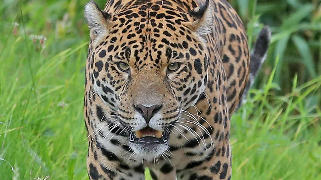 Jaguar: Viele Tiere legen jedes Jahr lange Wanderungen zurück und überqueren dabei auch Staatsgrenzen. Teils werden sie daran gehindert oder sie werden gejagt.