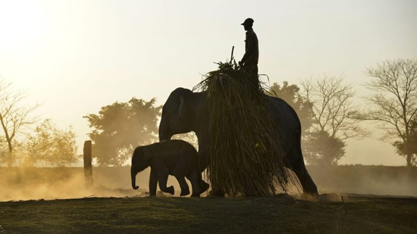 Indische Elefanten unterwegs in Kaziranga im BUndesstaat Assam.