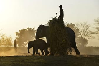 Indische Elefanten unterwegs in Kaziranga im BUndesstaat Assam.