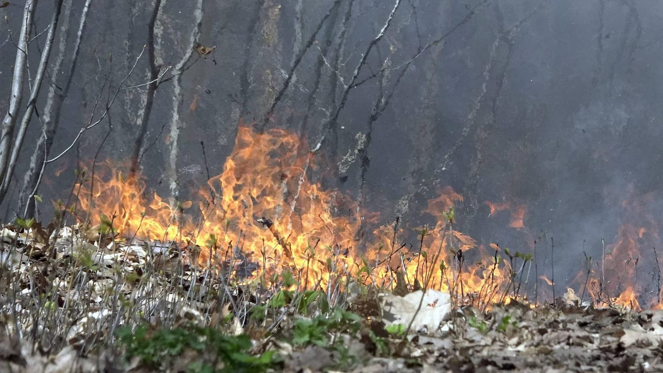Waldgebiet in Flammen (Symbolbild): Wegen aufgekommenem Wind hat sich das Feuer schnell ausgebreitet.