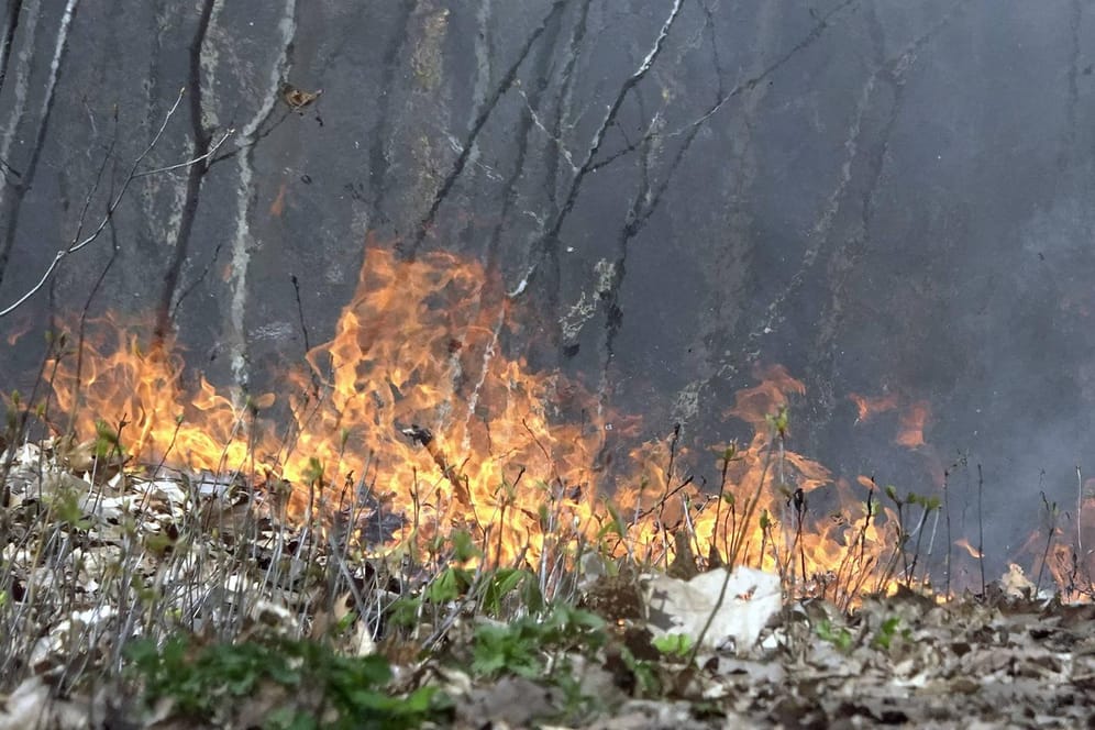 Waldgebiet in Flammen (Symbolbild): Wegen aufgekommenem Wind hat sich das Feuer schnell ausgebreitet.