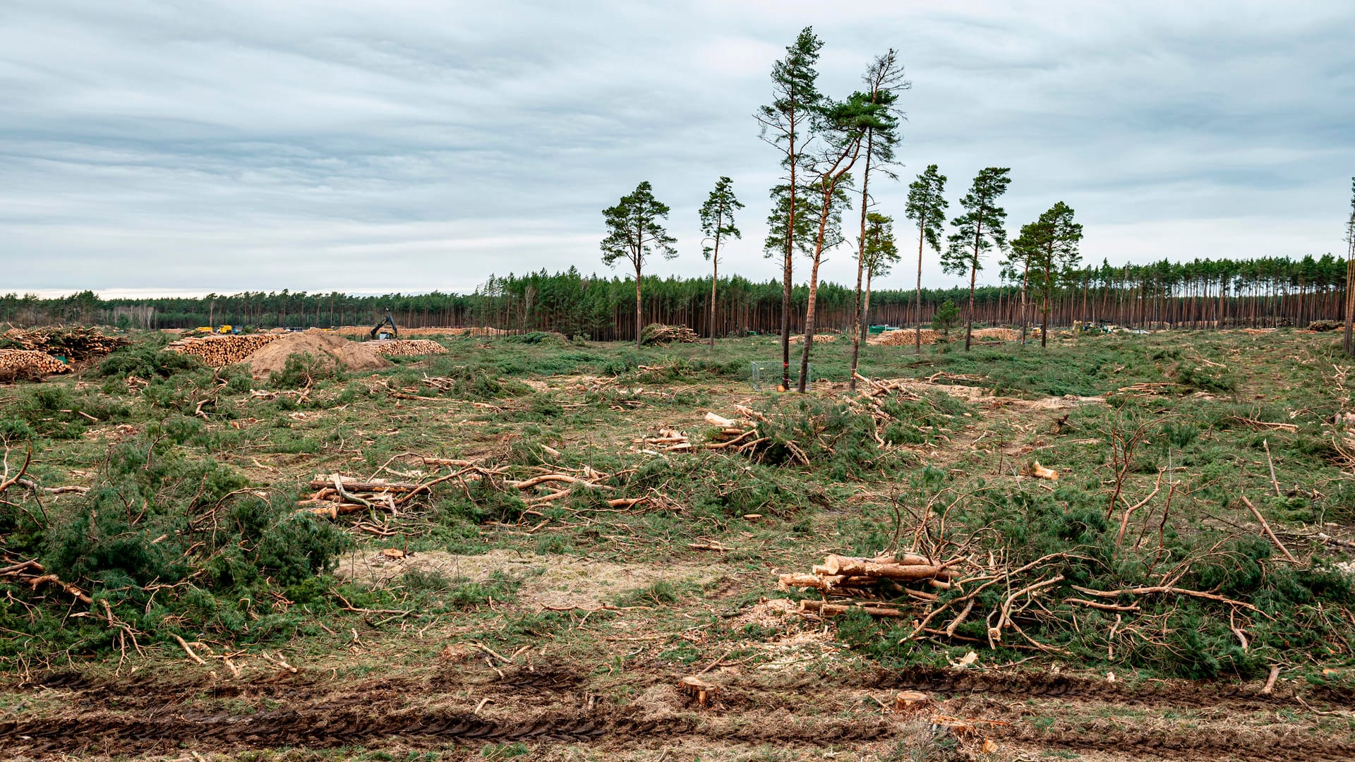 Der Wald ist weg: Auf der künftigen Tesla-Baustelle haben Waldarbeiter im Eiltempo tausende Kiefern gefällt.