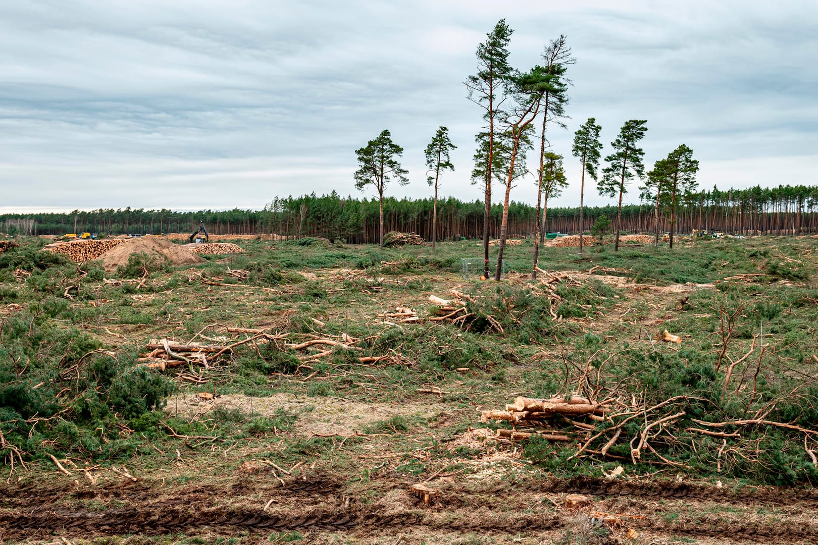 Der Wald ist weg: Auf der künftigen Tesla-Baustelle haben Waldarbeiter im Eiltempo tausende Kiefern gefällt. Der Wald ist weg: Auf der künftigen Tesla-Baustelle haben Waldarbeiter im Eiltempo tausende Kiefern gefällt.