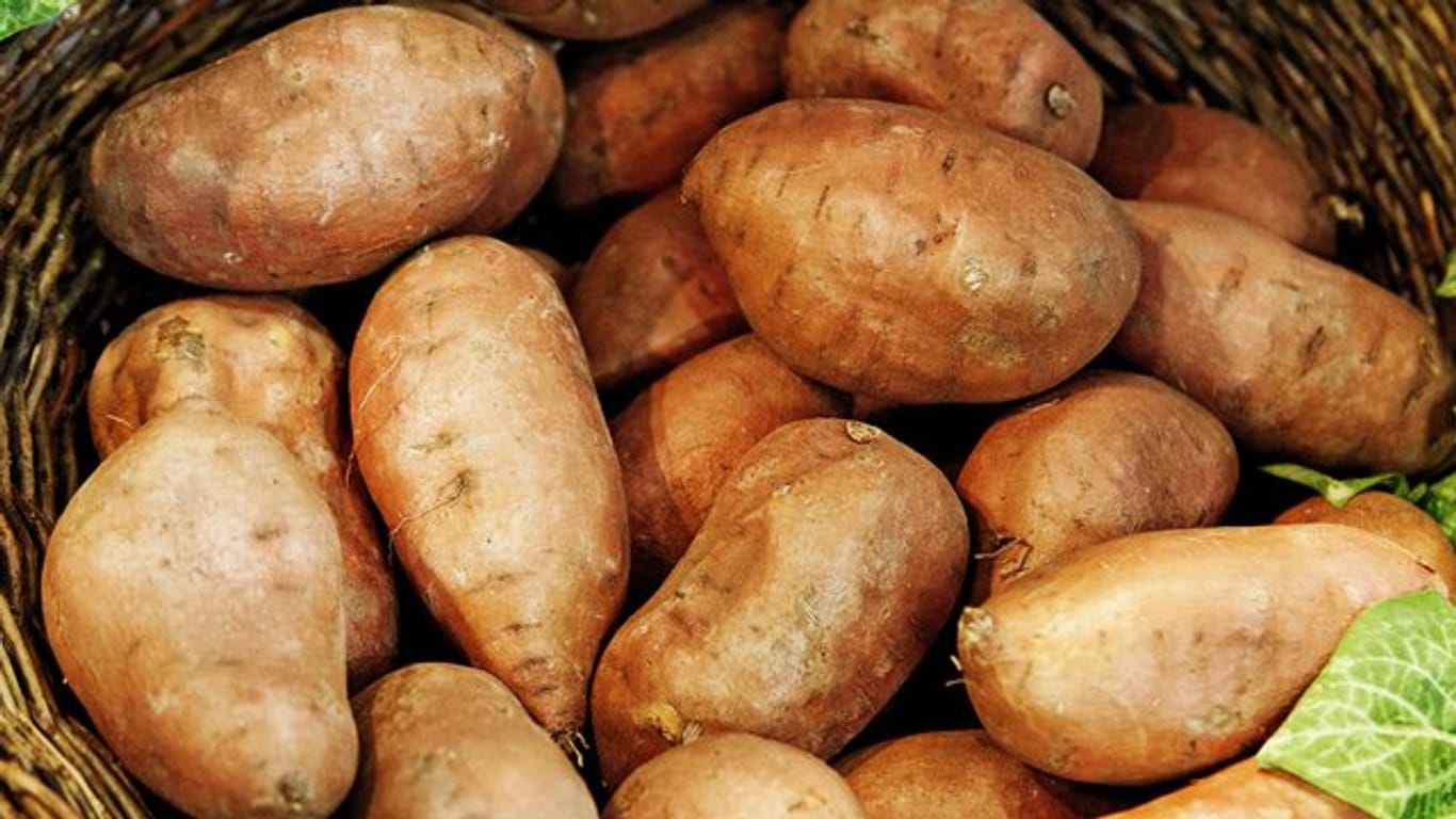 Aus den Süßkartoffeln im Vorratskeller lassen sich sowohl Pommes-Sticks als auch Aufläufe zubereiten.
