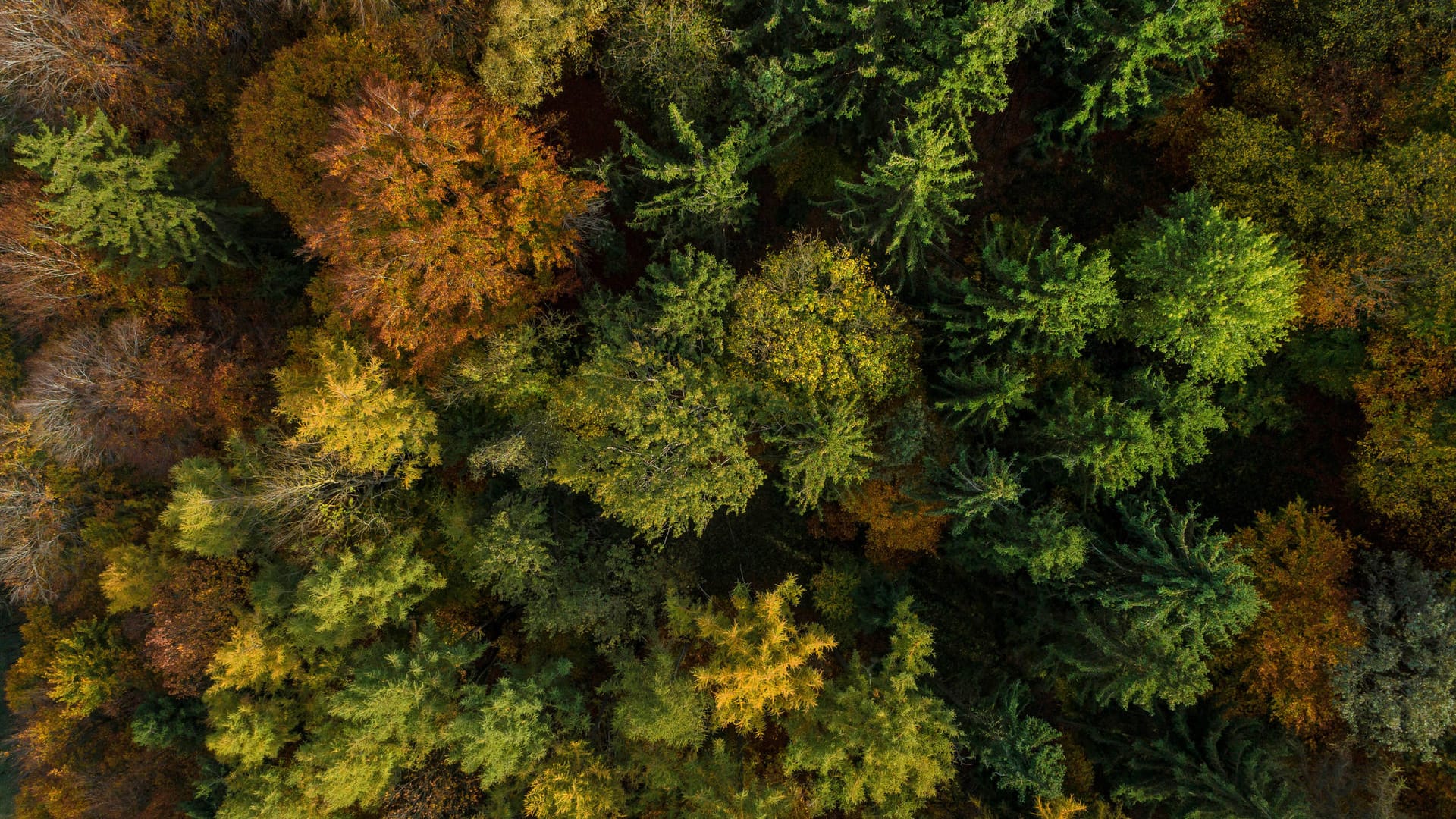 Blick von oben auf einen Wald: Das Prinzip der Nachhaltigkeit entstand in der Forstwirtschaft, heute umfasst es noch viel mehr Bereiche. (Symbolbild)