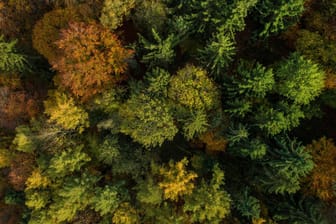 Blick von oben auf einen Wald: Das Prinzip der Nachhaltigkeit entstand in der Forstwirtschaft, heute umfasst es noch viel mehr Bereiche. (Symbolbild)