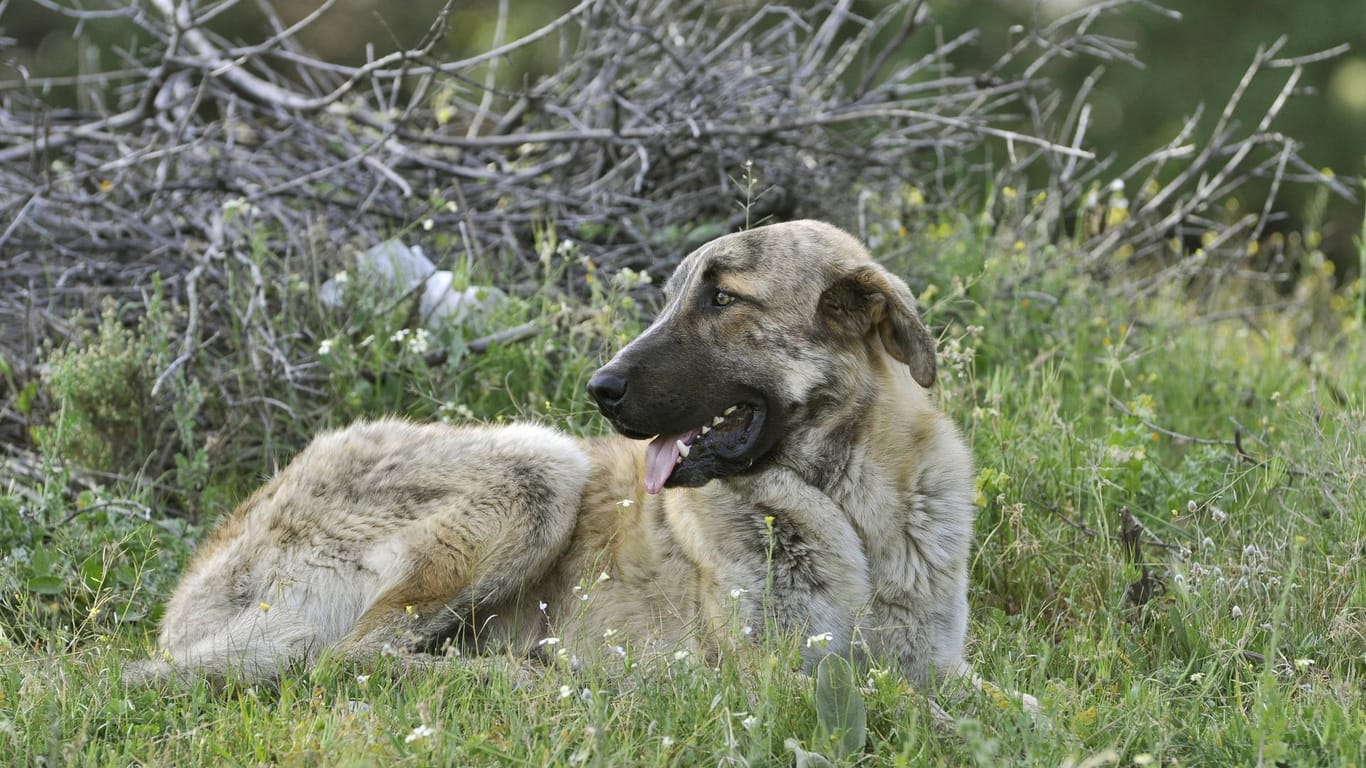 Ein Spanischer Mastiff liegt im Gras: Der Hund riss sich los, um einem Reh hinterherzujagen – als die Besitzer in wiederfanden, war er tot (Symbolbild).