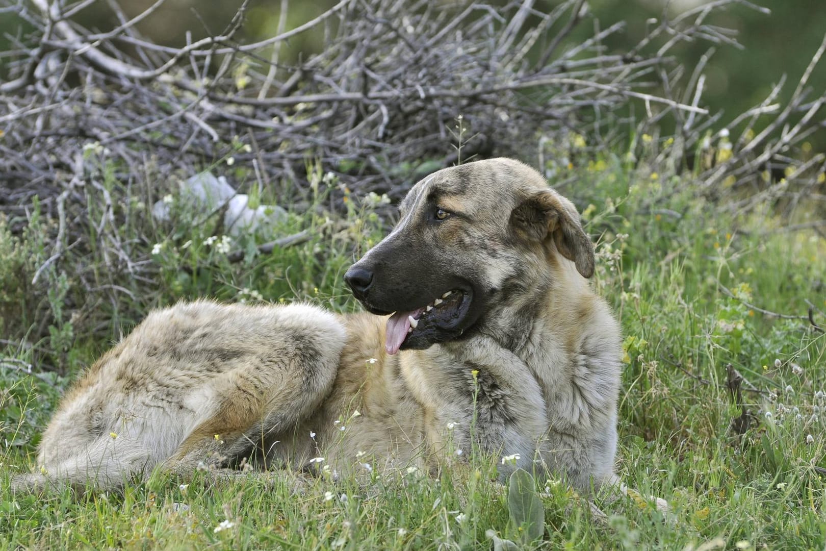 Ein Spanischer Mastiff liegt im Gras: Der Hund riss sich los, um einem Reh hinterherzujagen – als die Besitzer in wiederfanden, war er tot (Symbolbild).