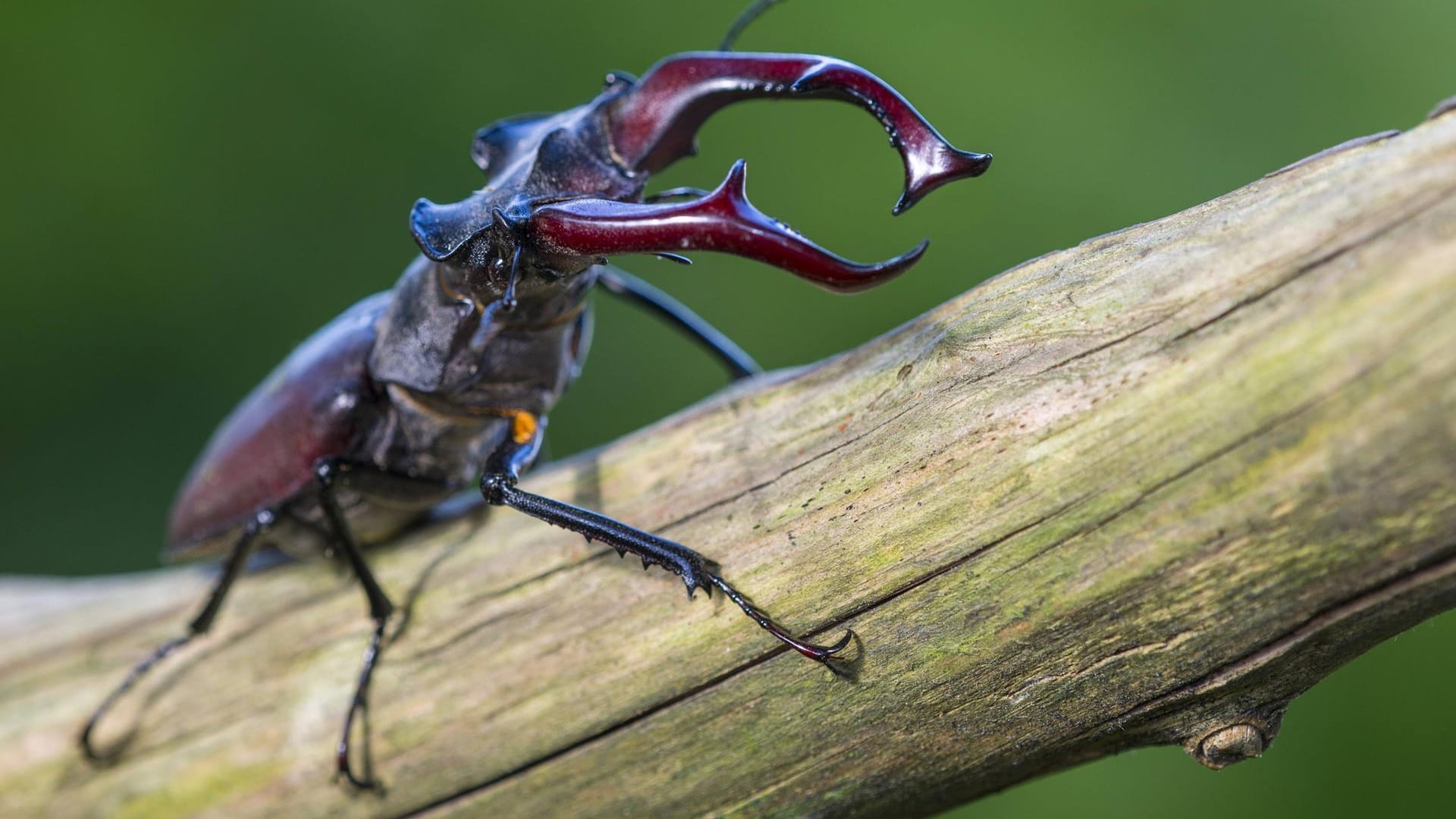 Hirschkäfer (Lucanus cervus): Das Männchen ist mit etwa 3,5 bis neun Zentimetern Europas größter Käfer.