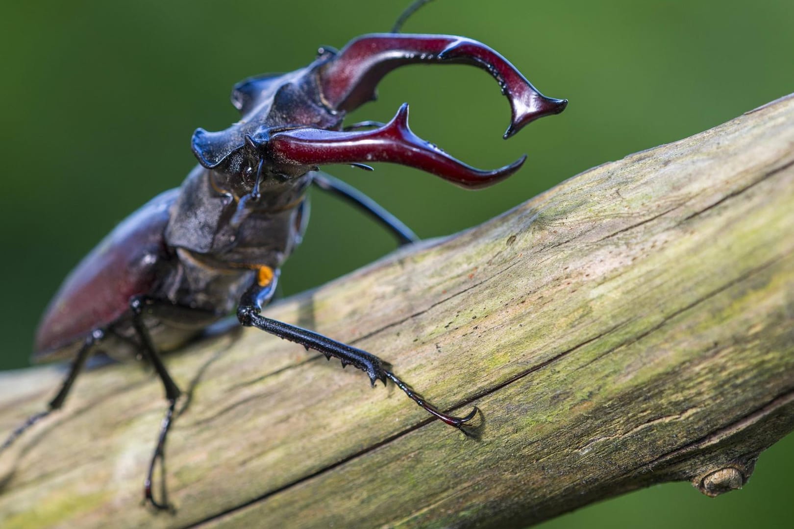 Hirschkäfer (Lucanus cervus): Das Männchen ist mit etwa 3,5 bis neun Zentimetern Europas größter Käfer.