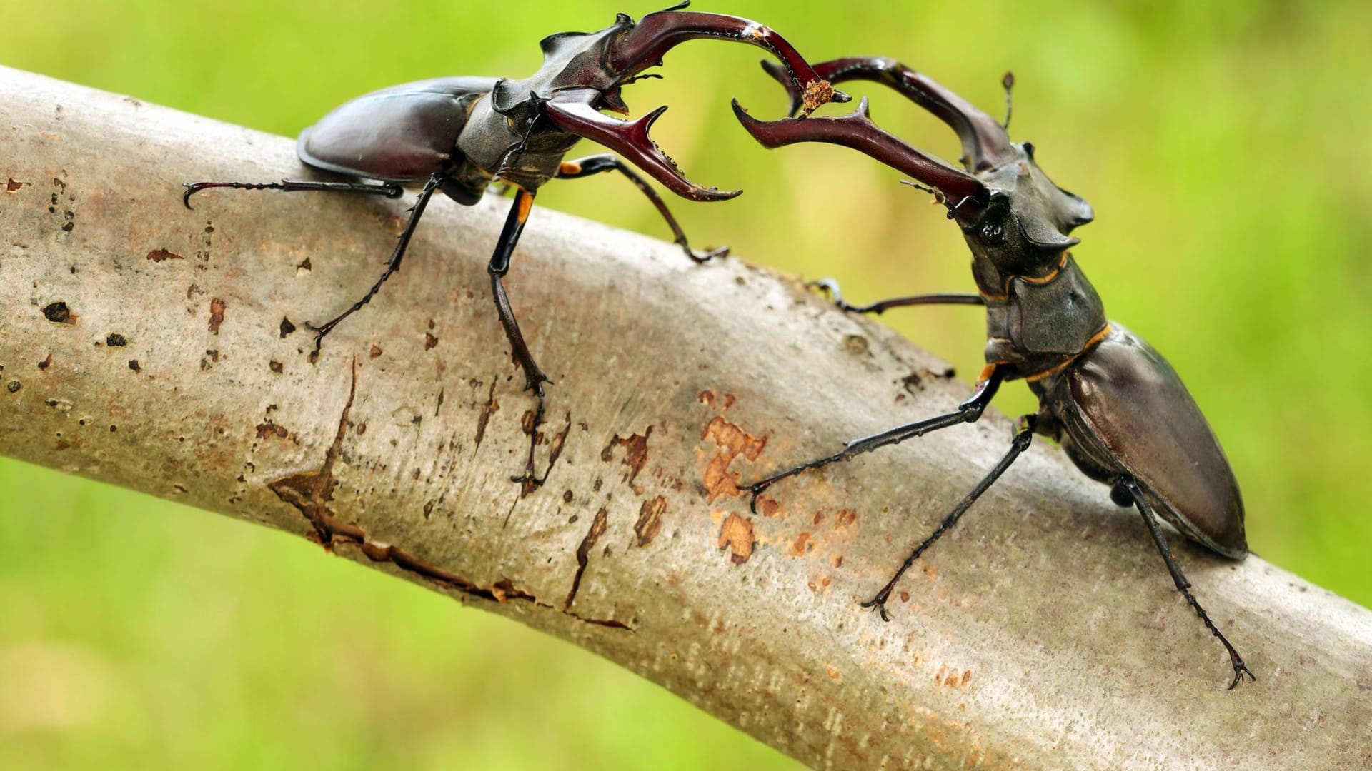 Zwei kämpfende Hirschkäfer-Männchen: Die Geweihe dienen nur dem Imponiergehabe, um männliche Rivalen zu vertreiben.