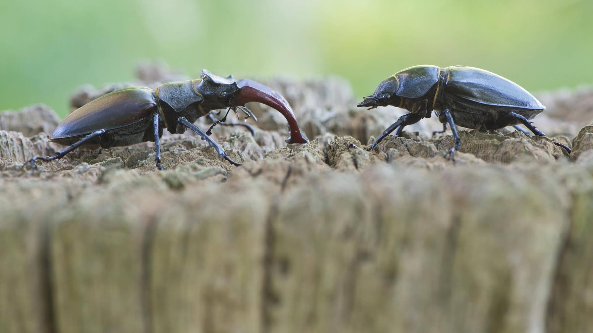 Hirschkäfer-Pärchen auf Totholz: Männchen (l.) und Weibchen unterscheiden sich deutlich in der Größe.