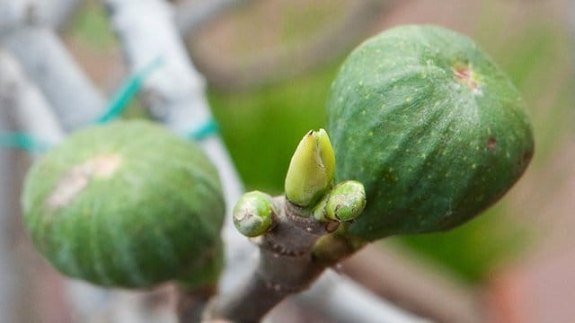 Die Früchte der Feige gedeihen am Holz, das im letzten Jahr entstanden ist.