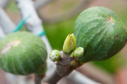 Die Früchte der Feige gedeihen am Holz, das im letzten Jahr entstanden ist.