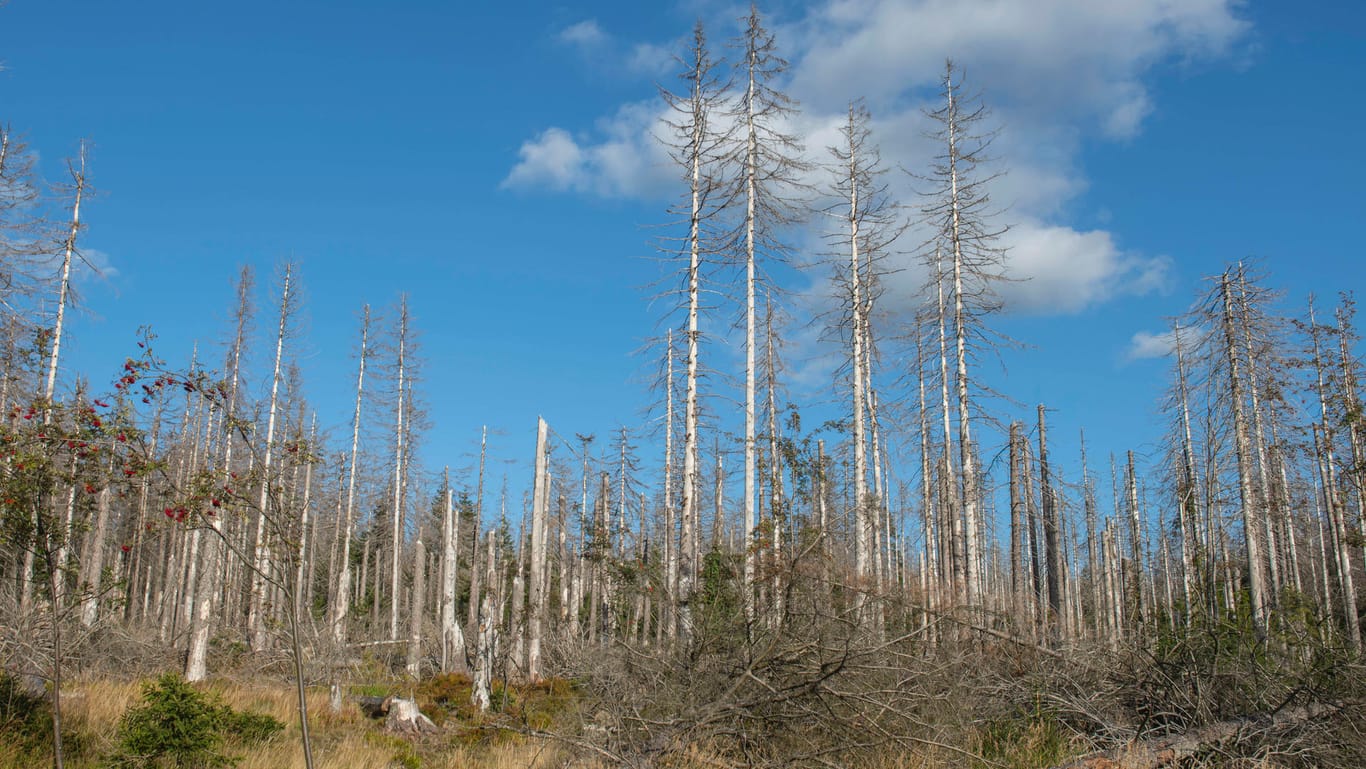 Vertrocknete Bäume in Sachsen-Anhalt: "Wird mit dem Klimaschutz nicht endlich ernst gemacht, nehmen die Schäden weiter zu und Wälder sterben großflächig ab."