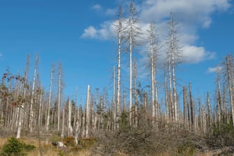 Vertrocknete Bäume in Sachsen-Anhalt: "Wird mit dem Klimaschutz nicht endlich ernst gemacht, nehmen die Schäden weiter zu und Wälder sterben großflächig ab."