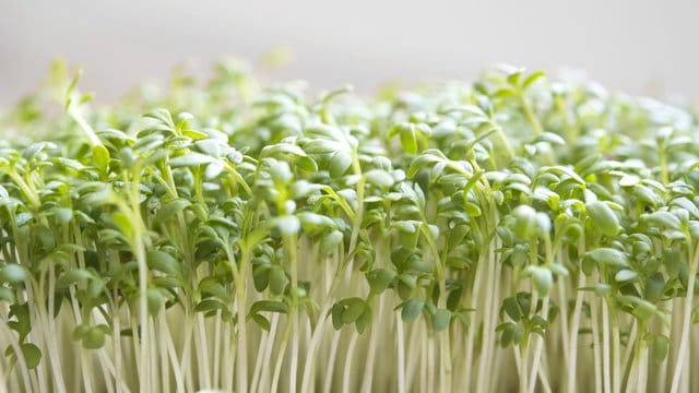 Kresse wächst innerhalb von wenigen Tagen heran - und kann für Salate oder als Beilage zum Butterbrot geerntet werden.