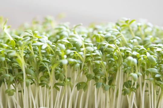 Kresse wächst innerhalb von wenigen Tagen heran - und kann für Salate oder als Beilage zum Butterbrot geerntet werden.