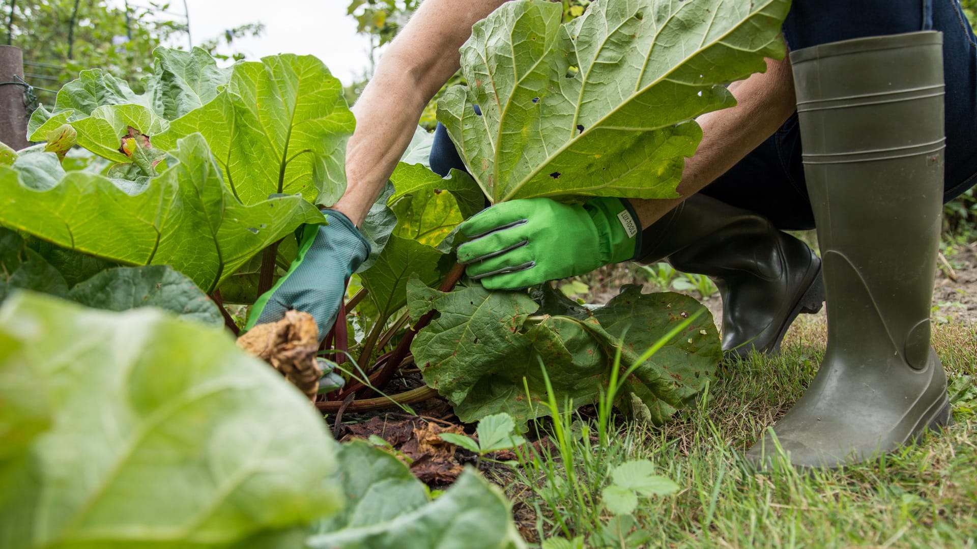 Mehrjähriges Gemüse: Wer Rhabarber im Garten pflanzt, hat jedes Jahr neu Freude an den leckeren Stängeln.